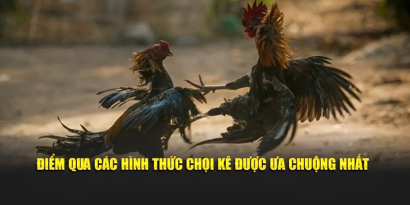 Điểm qua các hình thức chọi kê được ưa chuộng nhất